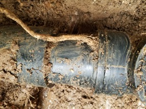 Root coming out of a plumbing pipe