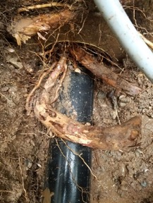 Another example of roots in plumbing